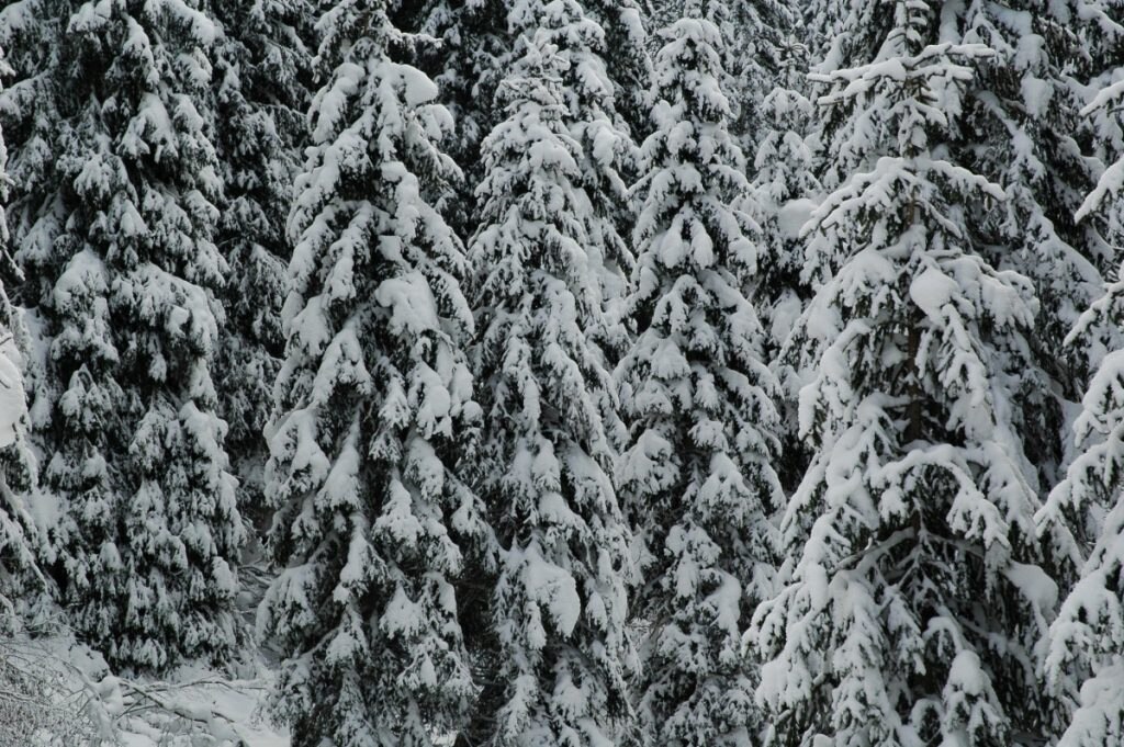 Foresta di Paneveggio