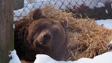 Photo of Dopo 20 anni chiuso in una gabbia, l’orso Mark è stato liberato
