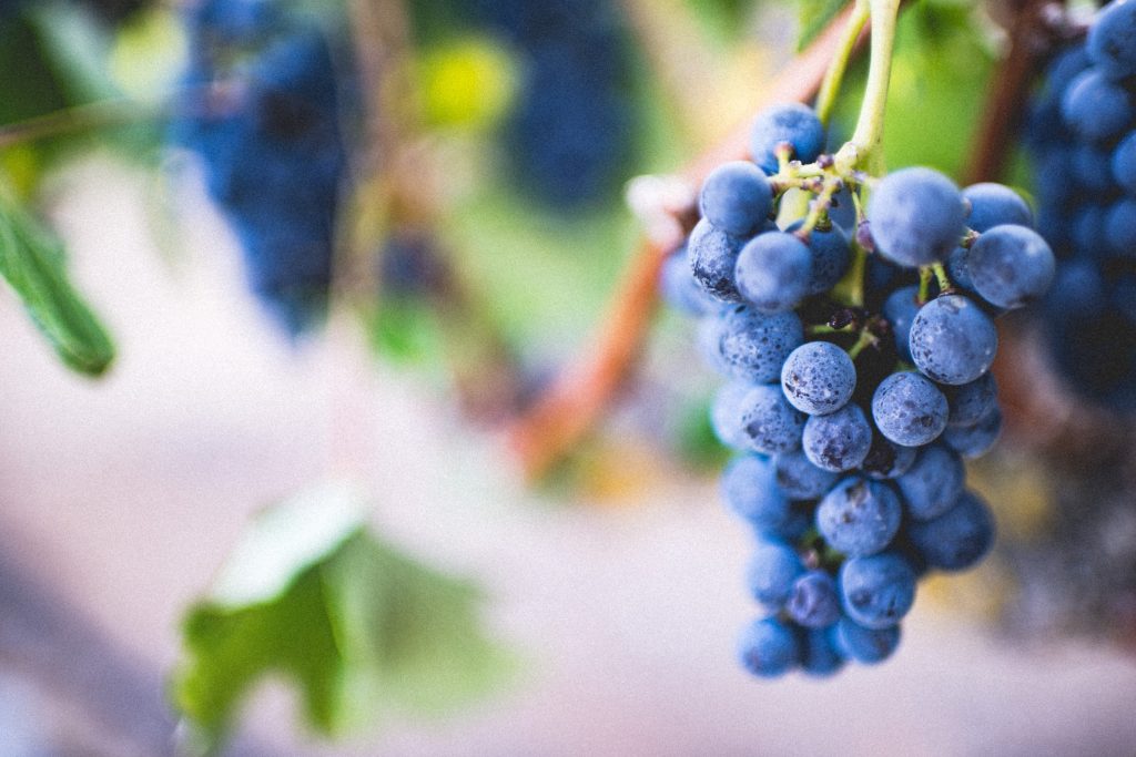 Vigne - Foto Unsplash @Amos Bar Zeev