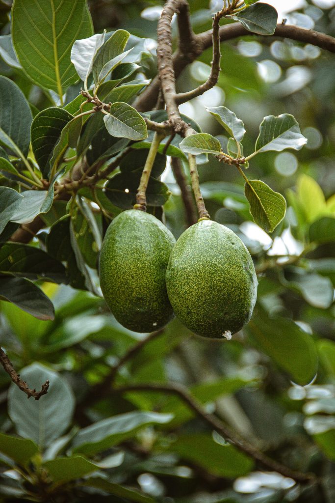 Avocado - Foto Unsplash @Jonathan Kabugo