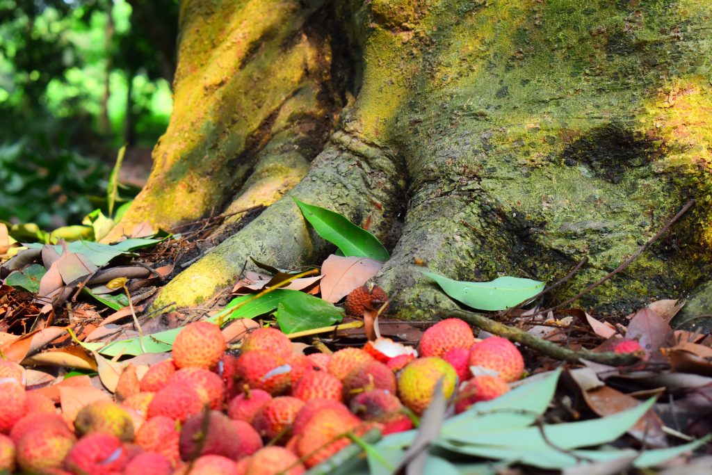 Litchi - Foto Unsplash @Satyam Priyam Roy