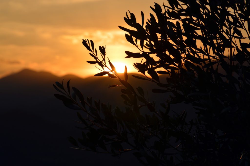 Ulivo - Foto Pixabay @Domenico Biello da Pixabay