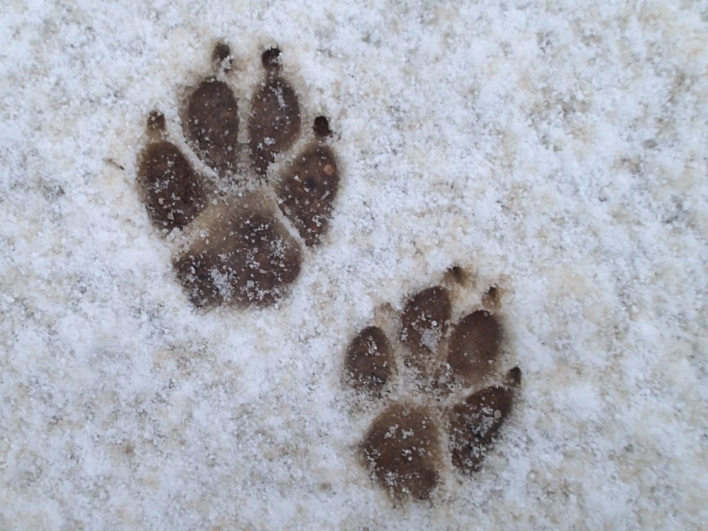 Cane - Foto Wikimedia Commons @cogdogblog