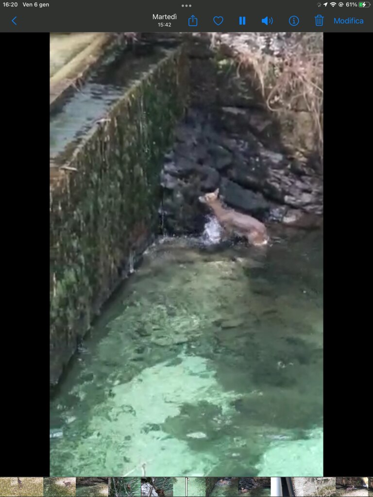 Il capriolo bloccato - Foto OIPA