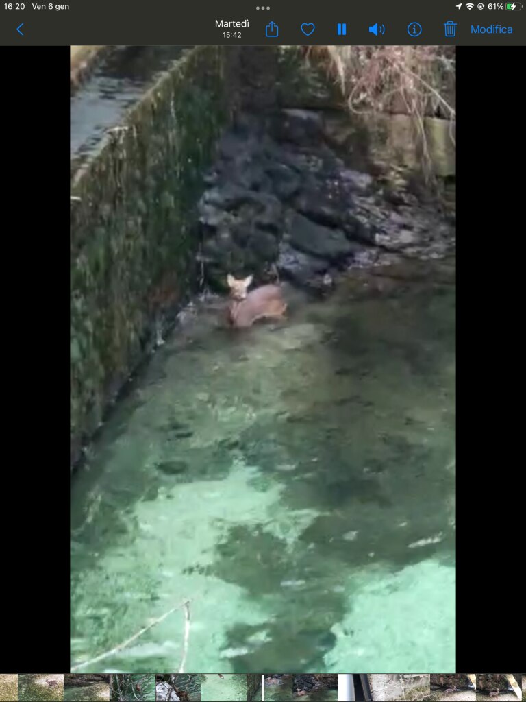 Il capriolo bloccato - Foto OIPA