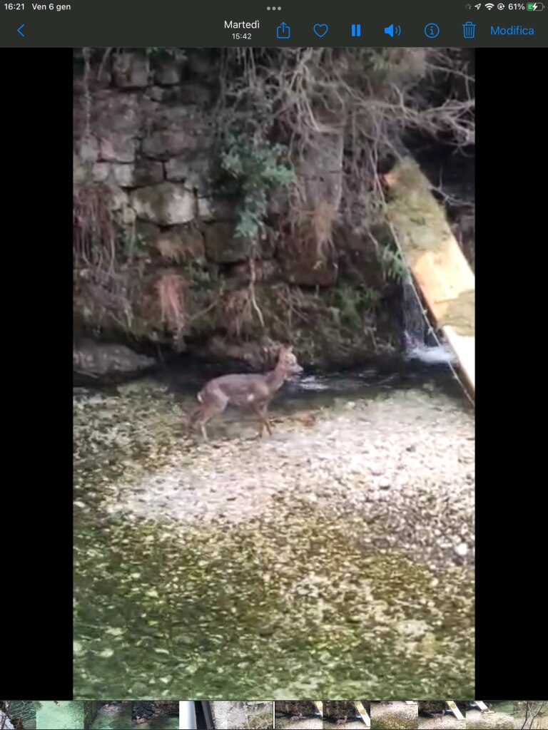 Il capriolo bloccato - Foto OIPA
