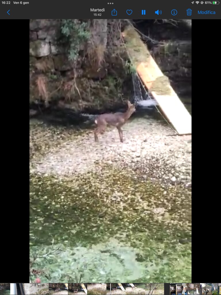 Il capriolo bloccato - Foto OIPA