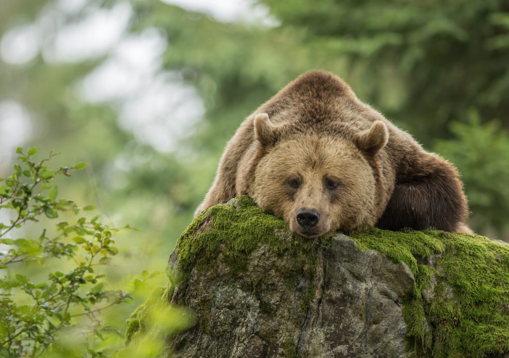 Orso - Foto Adobe Stock @Wildpix imagery