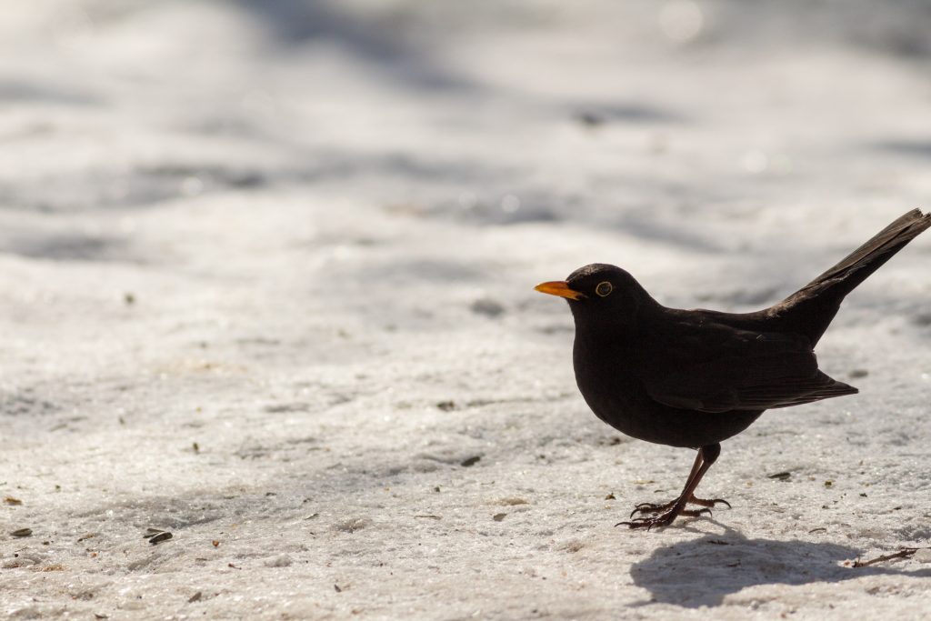 Merlo nella neve - Foto Adobe Stock @Simon