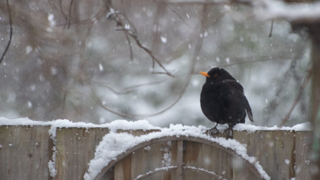 Merlo nella neve - Foto Adobe Stock @Brian