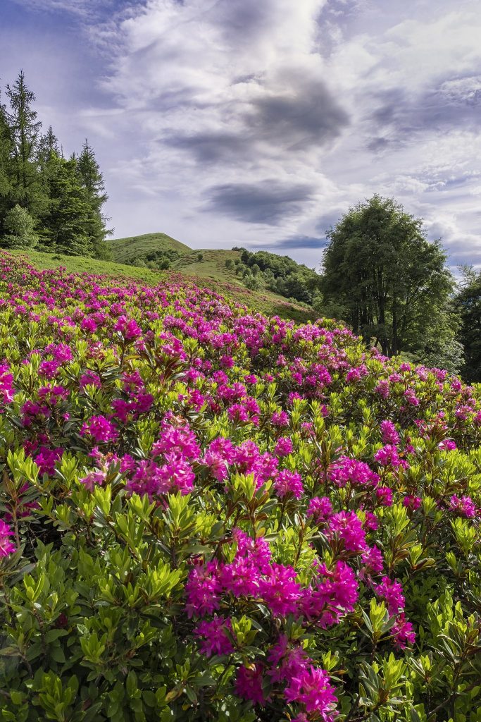 Parco Nazionale della Val Grande - Foto Wikimedia Commons @Carlo Galli
