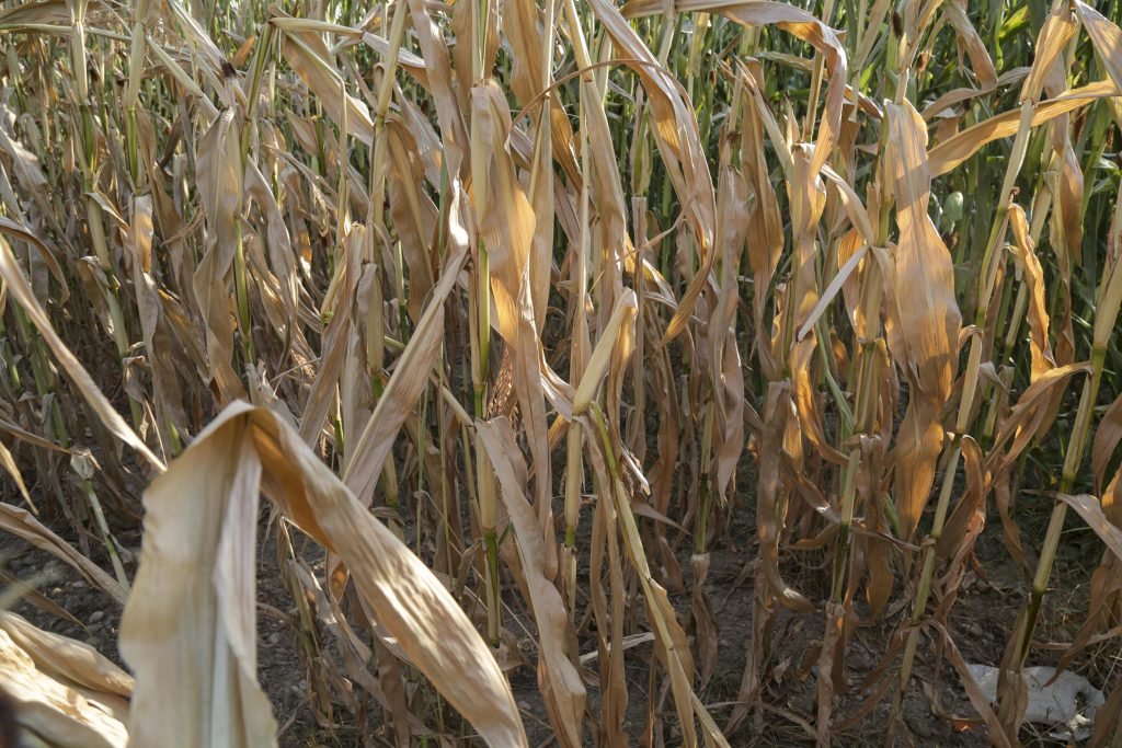 Foto ANSA Davide Brunori