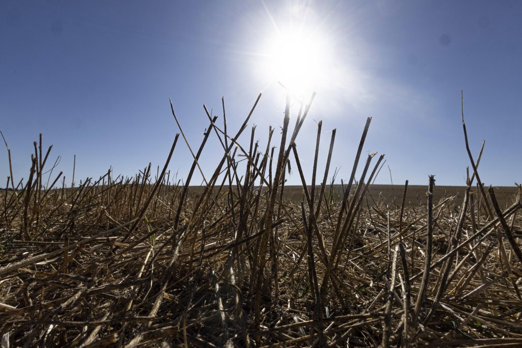 Siccità nelle campagne - Foto ANSA / Massimo Percossi