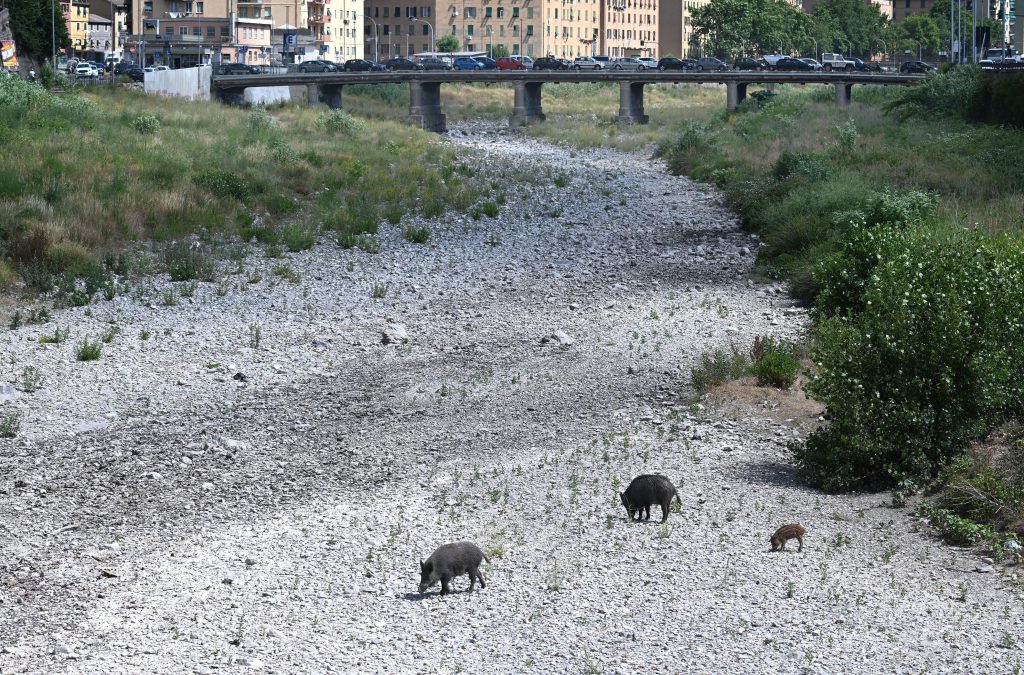 Cingliali cercano acqua nel torrente Bisagno che è in secca in larga parte del suo percorso a causa della siccità, Genova, 20 giugno 2022. ANSA / Luca Zennaro