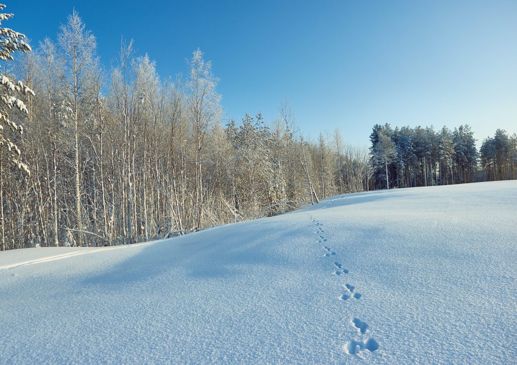 Impronte nella neve - Foto Adobe Stock @Fanfo