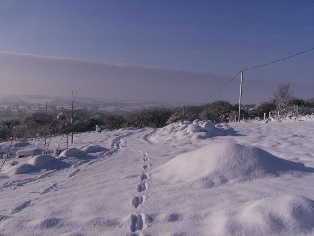 Volpe - Foto Wikimedia Commons @chris whitehouse