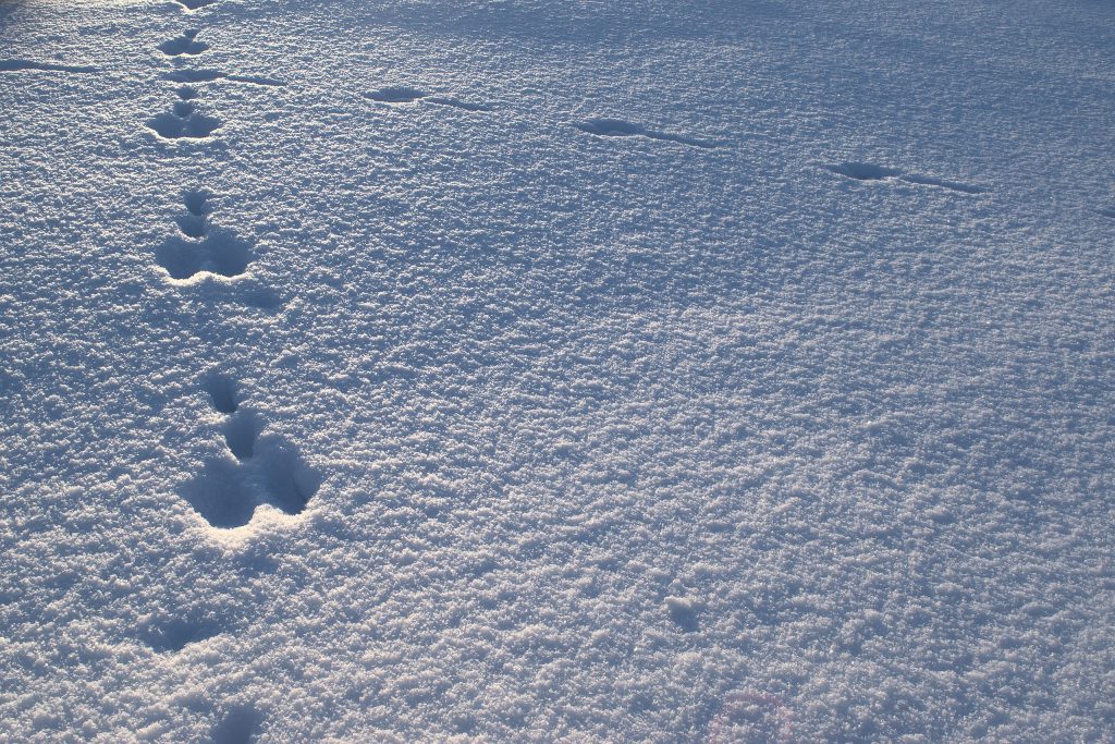 Lepre - Foto Wikimedia Commons @Sadenäyttely