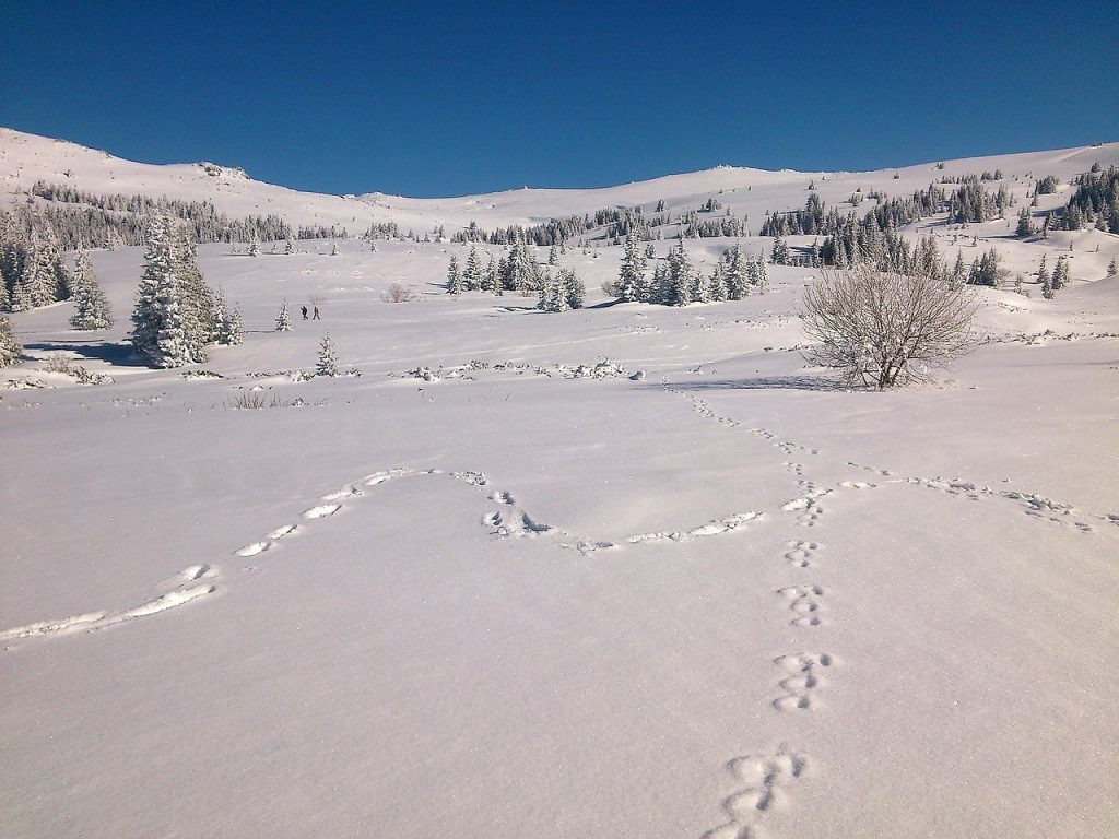 Lepre - Foto wikimedia Commons @Delisia v