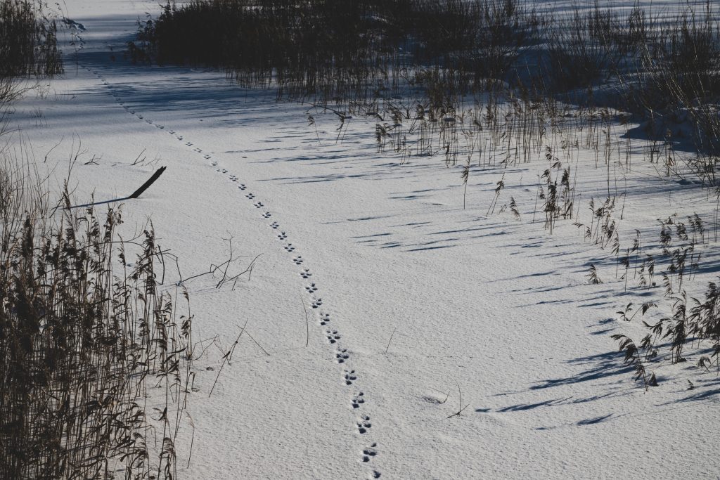 Impronte nella neve - Foto Adobe Stock @Neils
