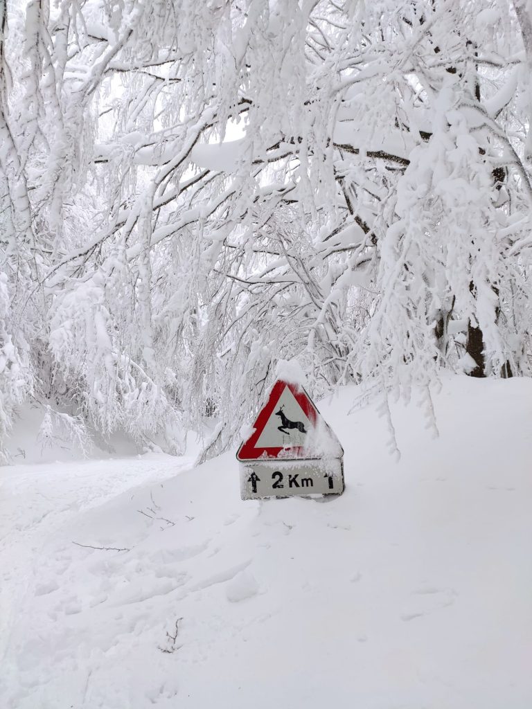 Foreste casentinesi - Foto Enrico Fiordiponti
