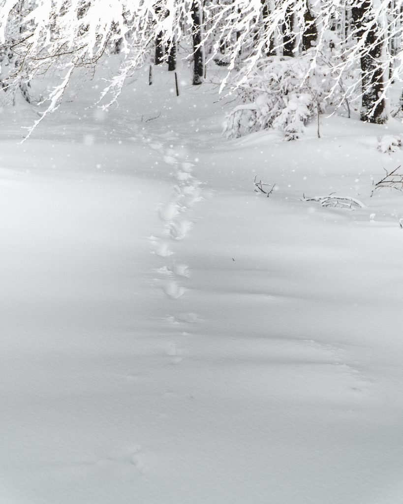 Impronte nella neve - Foto Unsplash @Jonathan Kemper