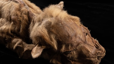 Photo of Zhùr, il cucciolo di lupo dell’era glaciale riemerso dal permafrost dello Yukon