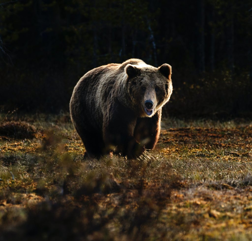 Orso - Foto Unsplash @zdenek machacek