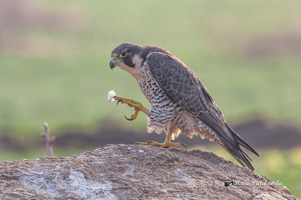 Falco pellegrino - Foto Wikimedia Commons @Hari K Patibanda