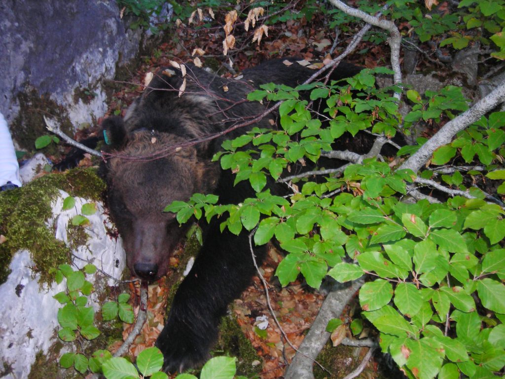 Orso marsicano - Foto ANSA/CLAUDIO LATTANZIO/DC