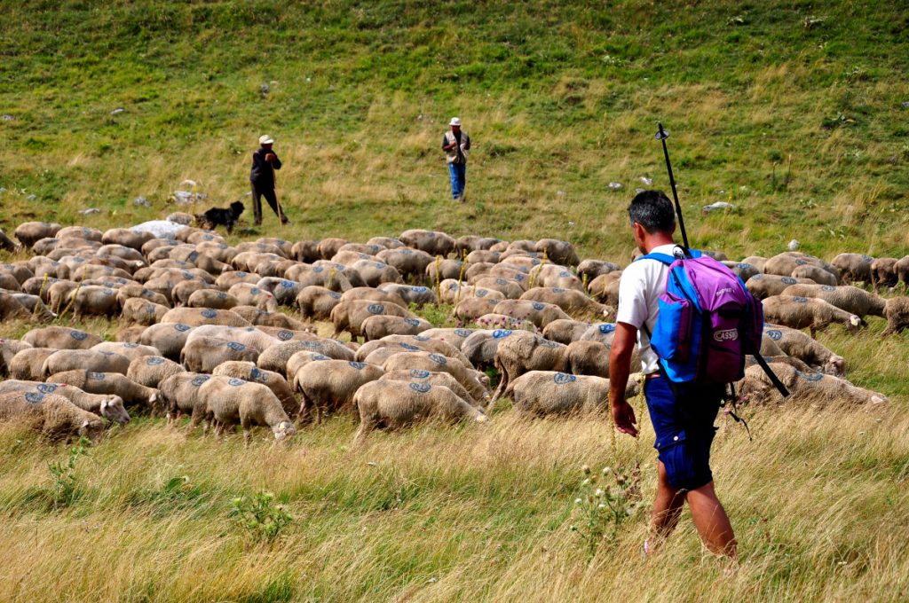 Escursionista e gregge a Campo Imperatore