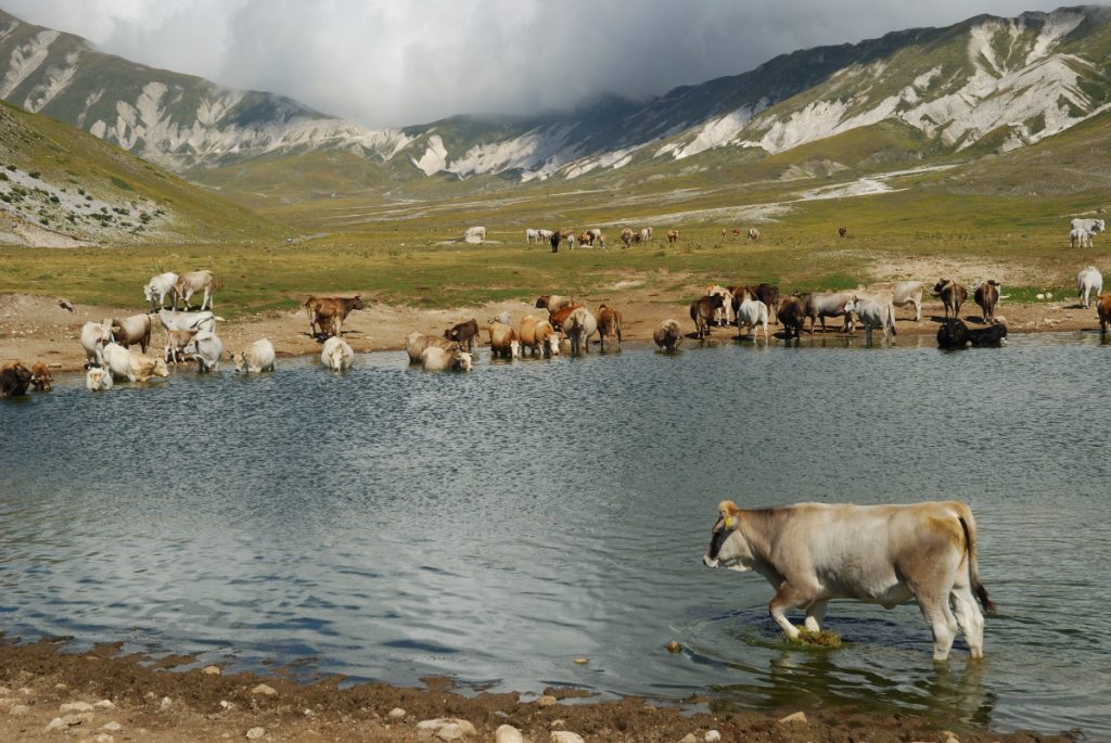 Laghetto e bestiame a Campo Imperatore