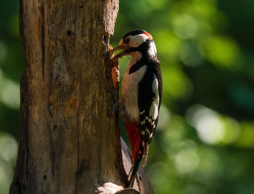 Picchio rosso - Foto Wikimedia Commons @Dedenikon