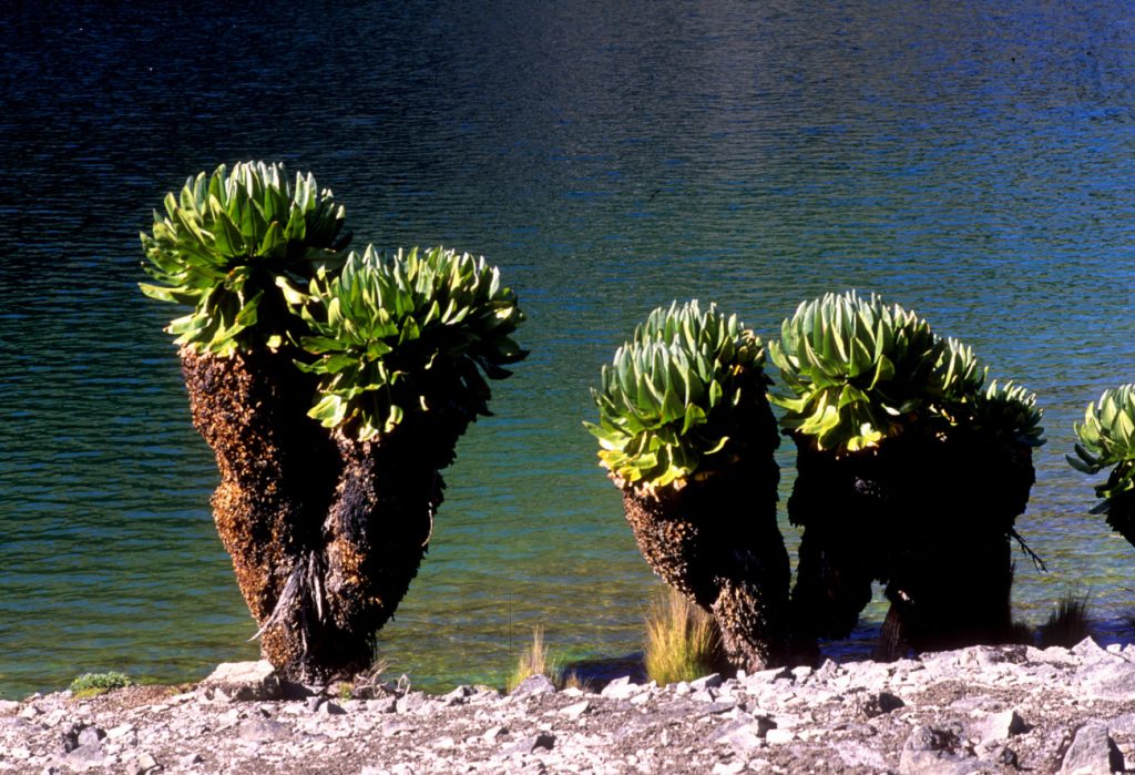 Seneci sul Monte Kenya