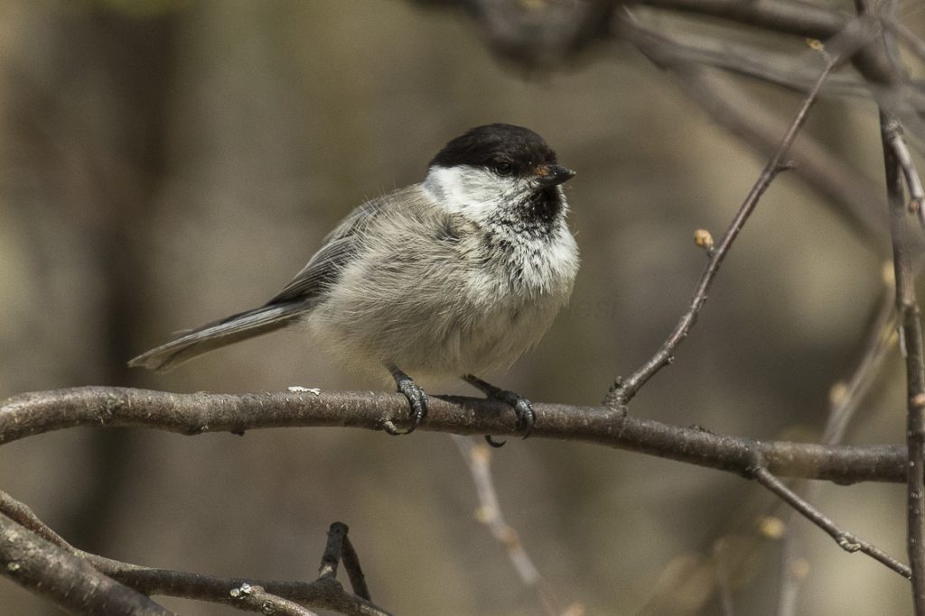 Cincia alpestre - Foto Wikimedia Commons @Francesco Veronesi from Italy