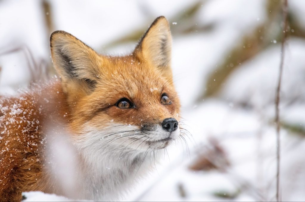 animali, fauna selvatica