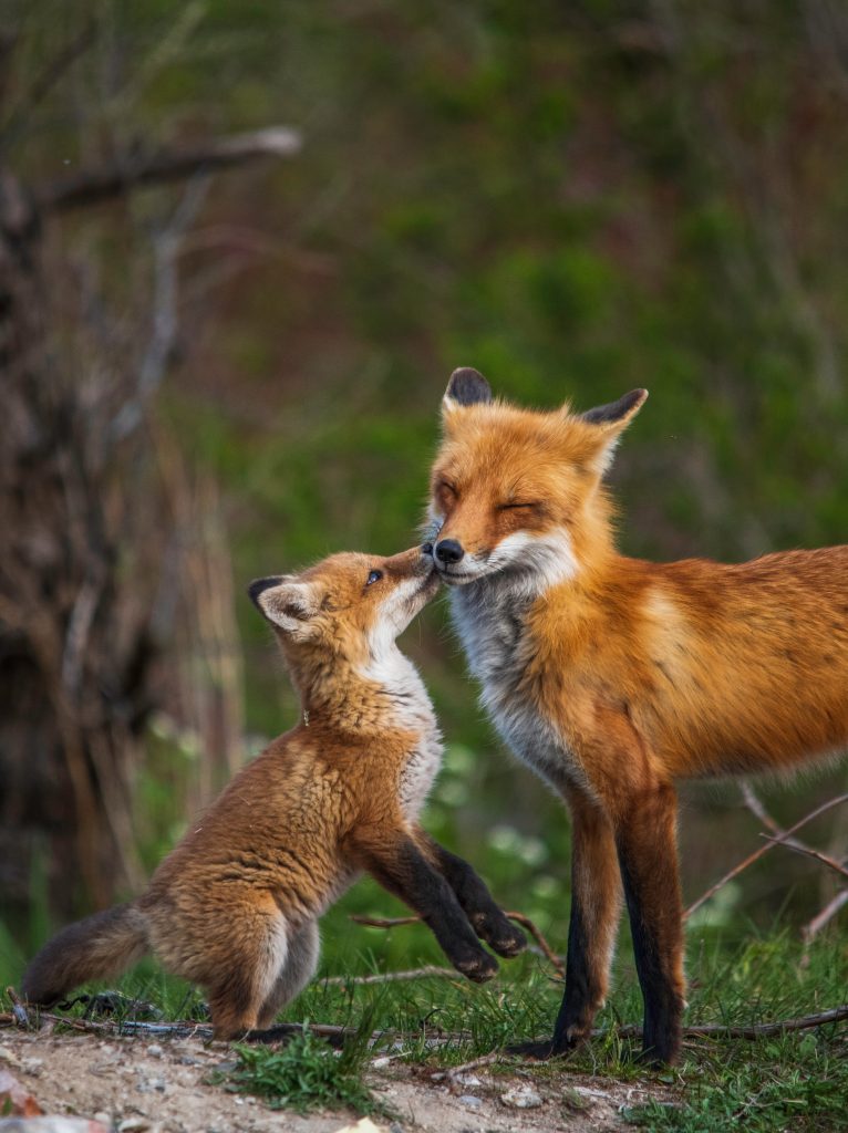 Volpe con cucciolo - Foto Unsplash @jeremy Hynes