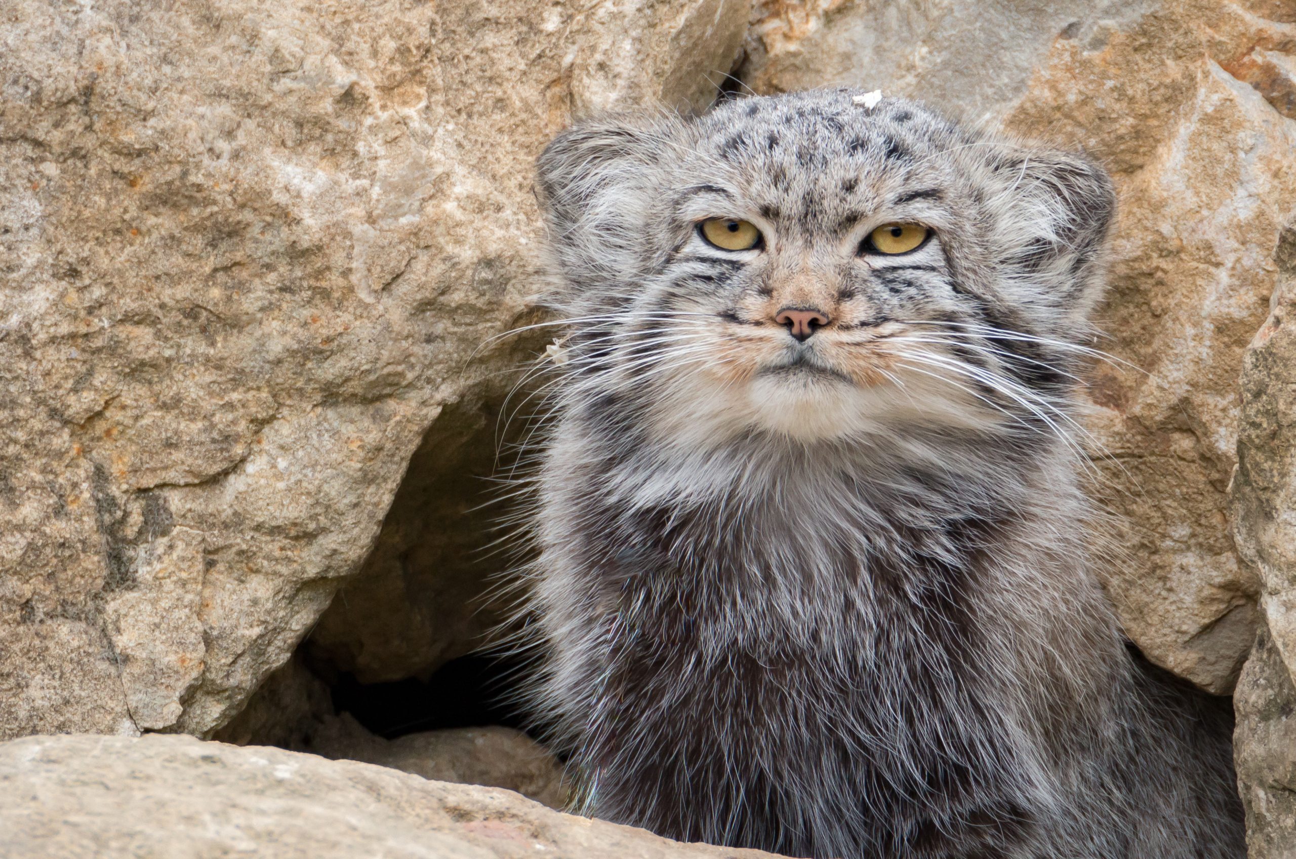 gatto di pallas