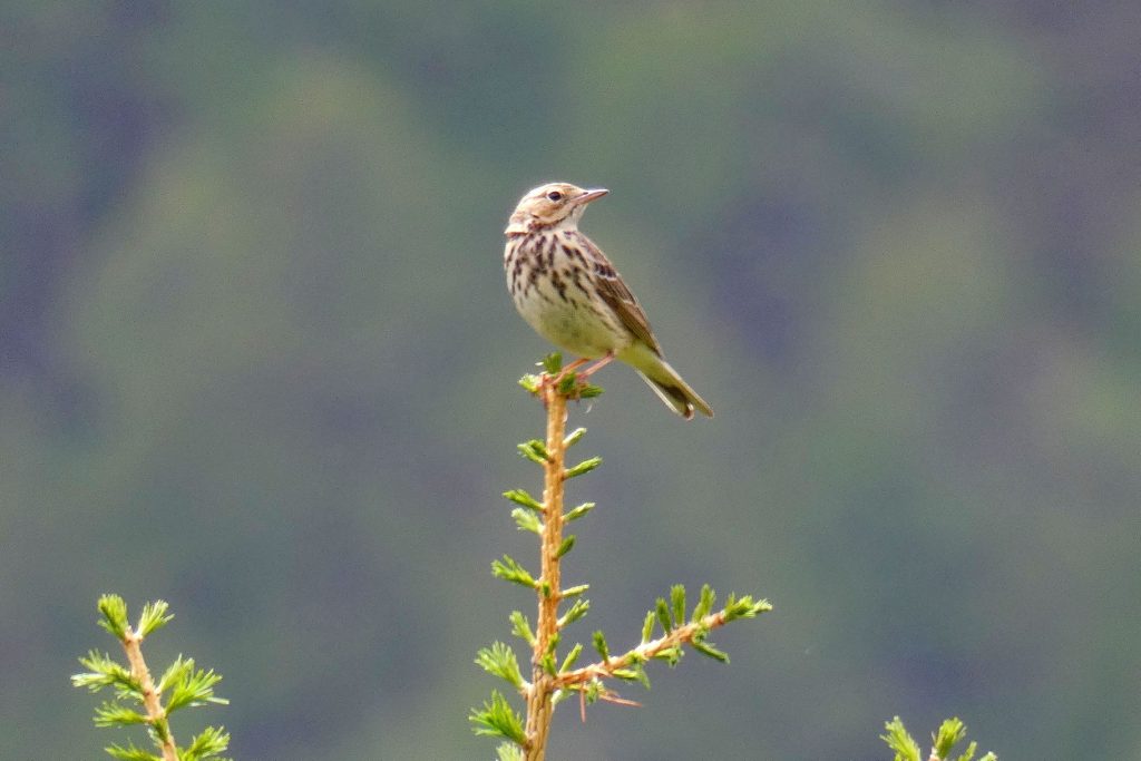 Prisopolone - Foto UniTo