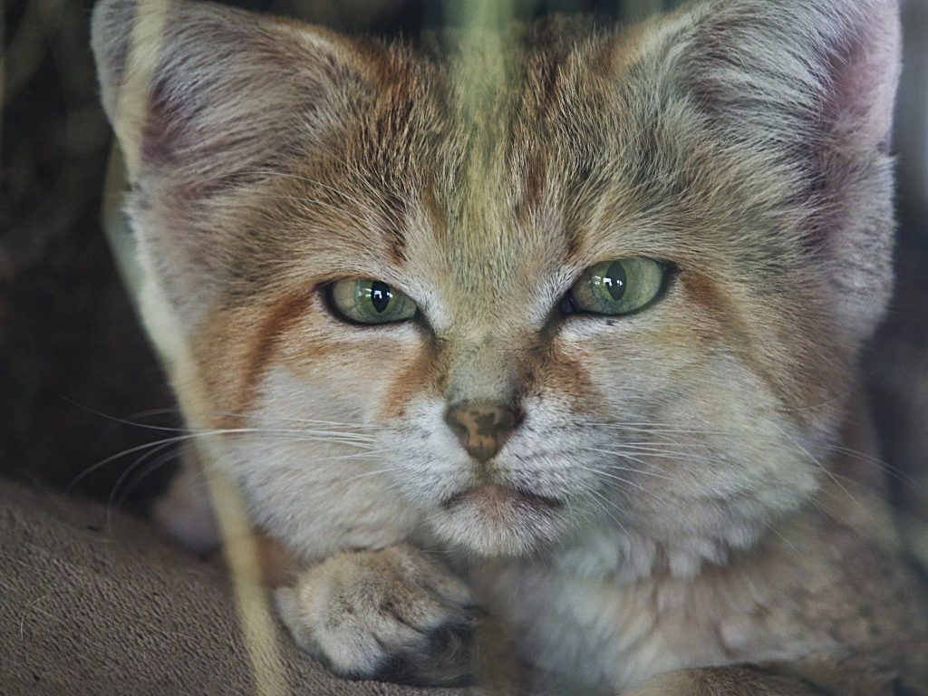 Gatto di Pallas - Foto Unsplash @Rene Riegal CN