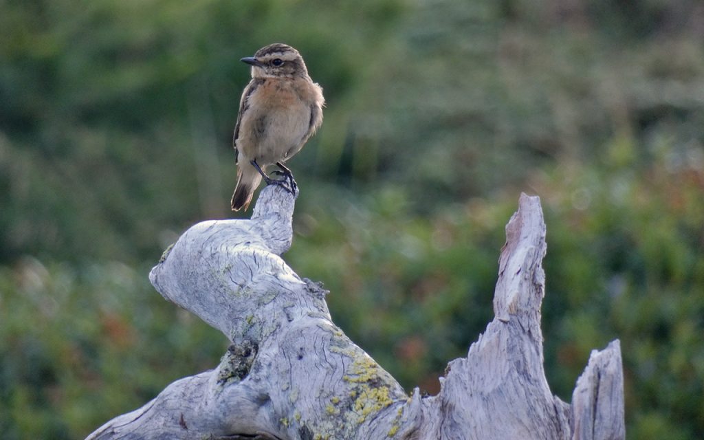 Stiaccino - Foto UniTo