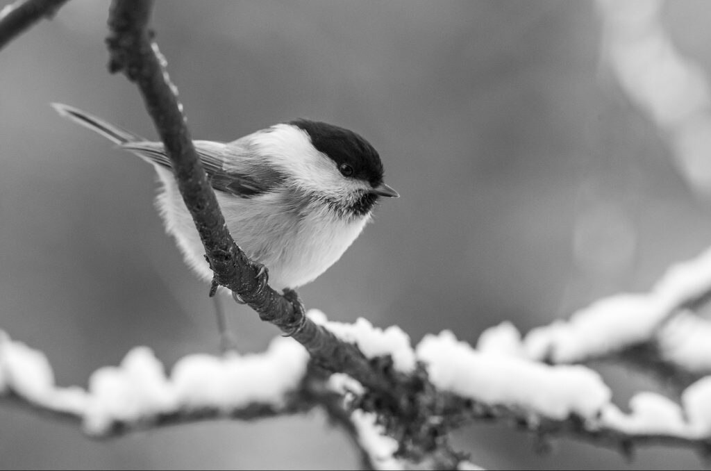 valanghe, alpi, uccelli