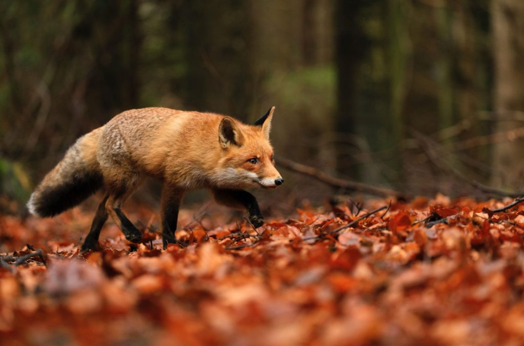 Volpe - Foto Unsplash @ Zdeněk Macháček 