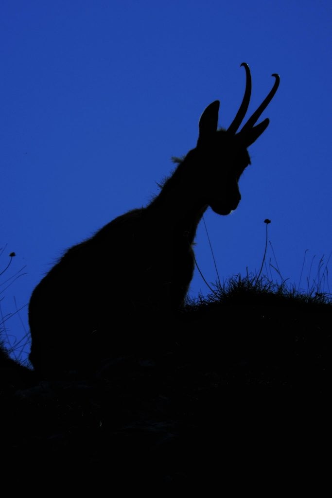 Camoscio appenninico - Foto Barbara Di Tullio