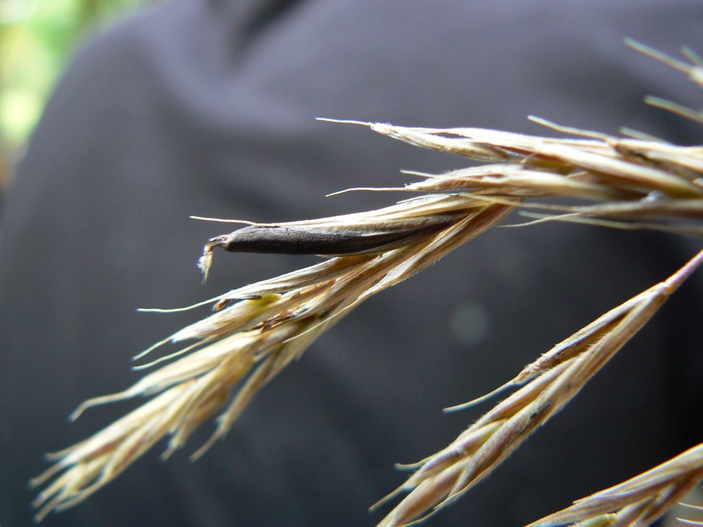 Forasacco - Foto Wikimedia Commons @Claude De Brauer