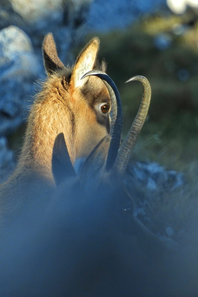 Camoscio appenninico - Foto Barbara Di Tullio