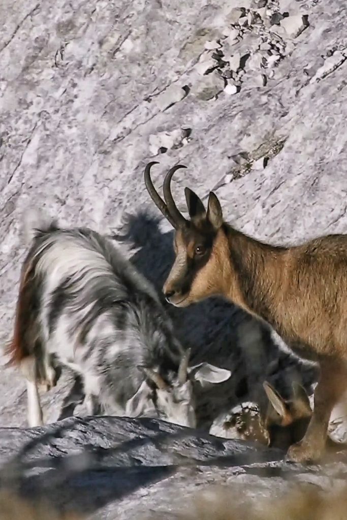 Camoscio appenninico - Foto Barbara Di Tullio