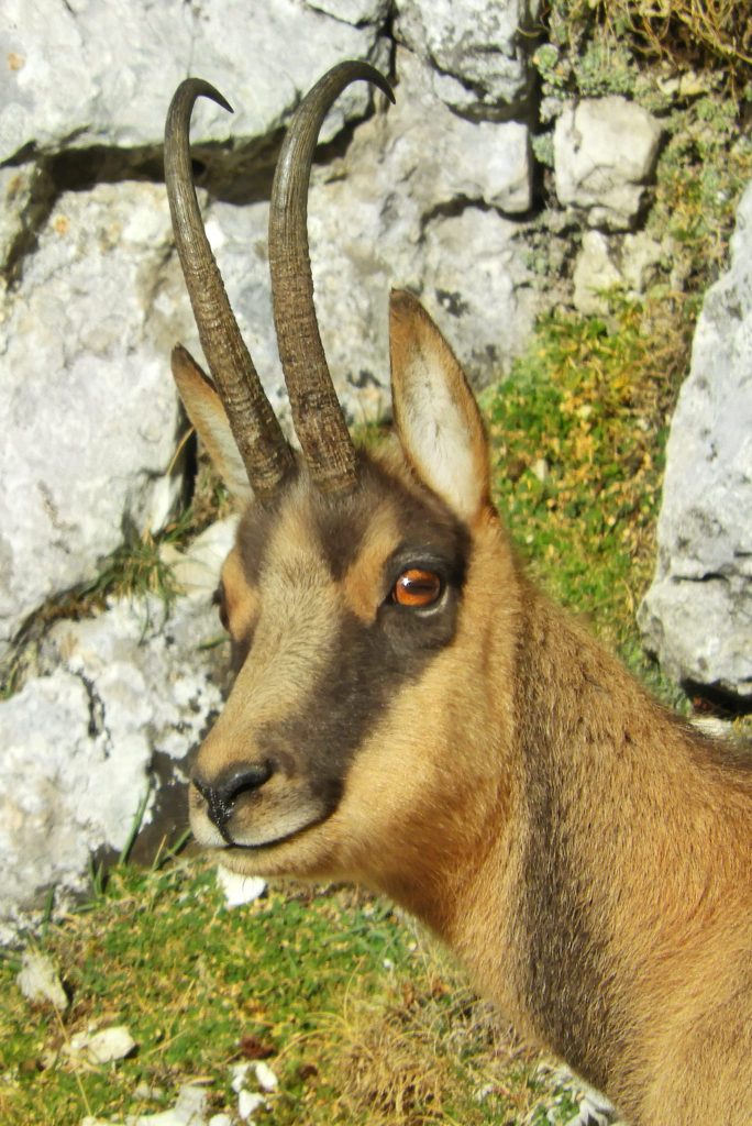 Camoscio appenninico - Foto Barbara Di Tullio