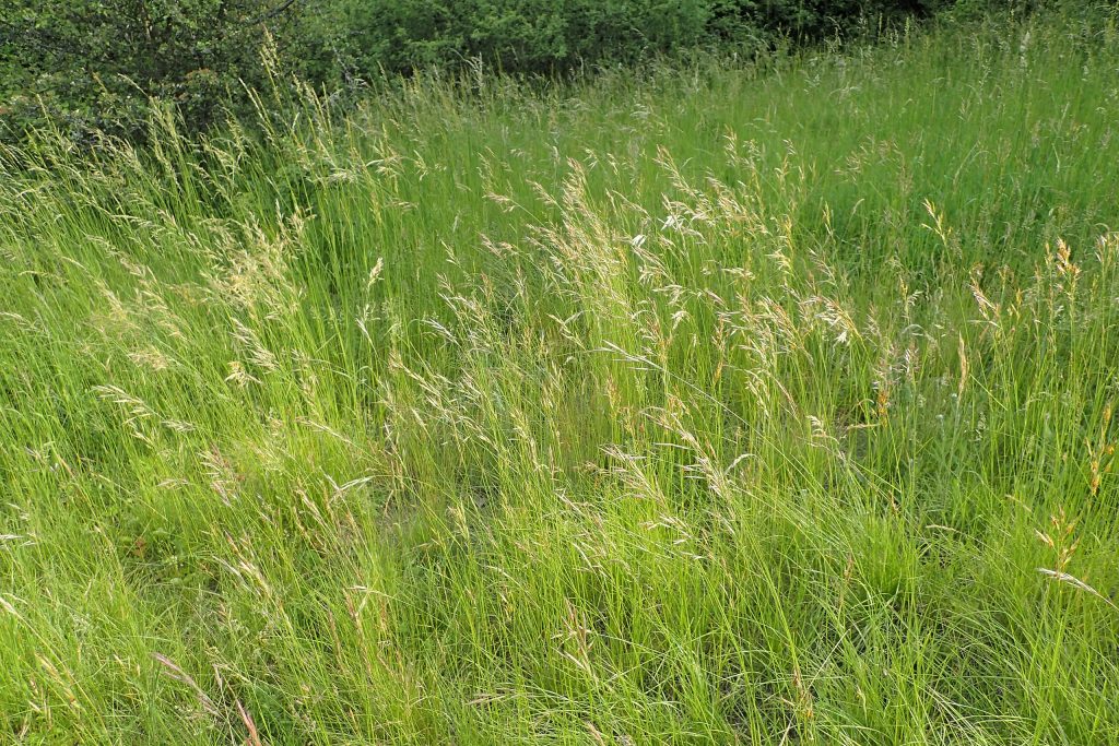 Forasacco - Foto Wikimedia Commons @Krzysztof Ziarnek, Kenraiz