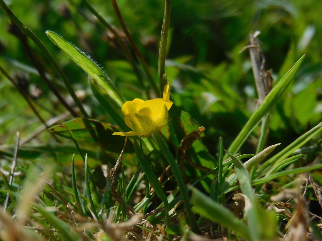 Ranuncolo - Foto Wikimedia Commons @Flappy Pigeon
