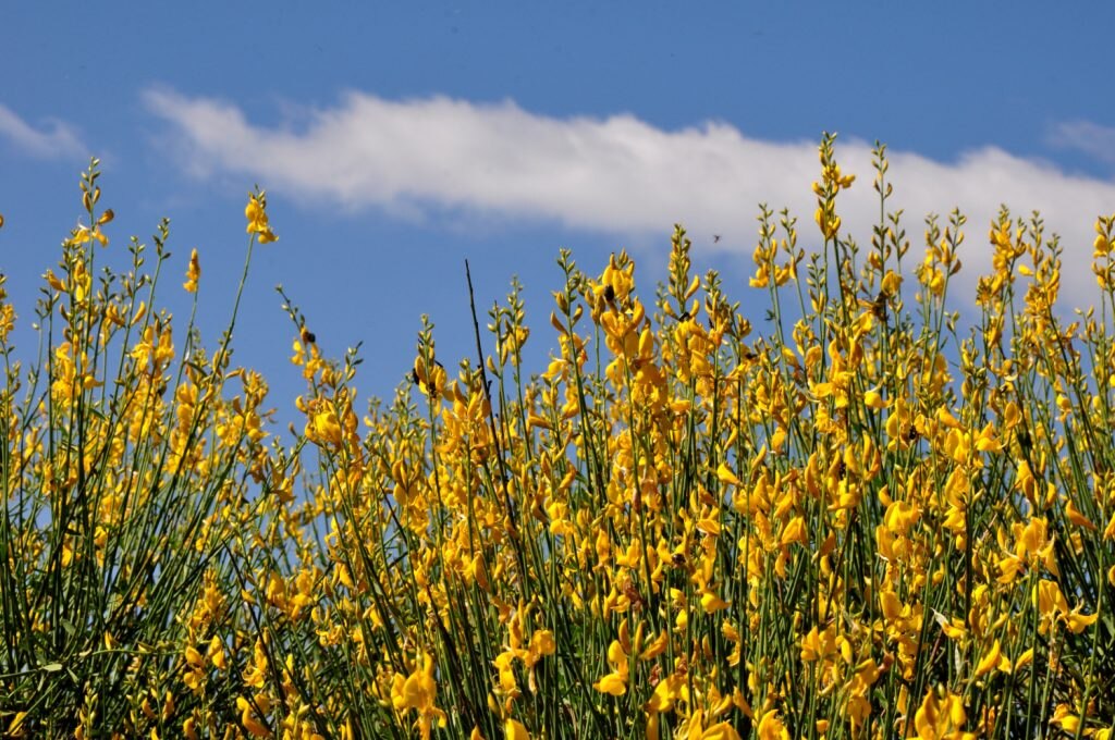 Ginestre - Foto Stefano Ardito